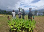 Ribuan Bibit Tanaman Untuk Warga Papua
