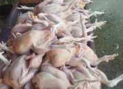 Harga Ayam Potong Capai 30-35 Ribu