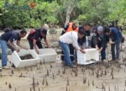 PT Timah Lepaskan 400 Ekor Bibit Kepiting