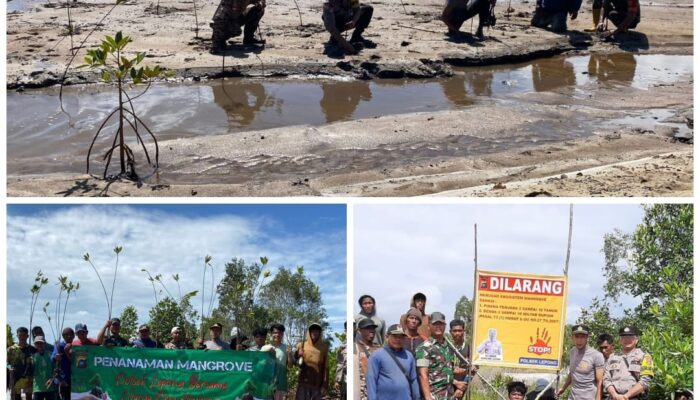 Perluas Area Mangrove, 1000 Bibit Tertanam