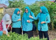 Safriati Panen Cabai di UPTD-PSBLH Desa Selinsing