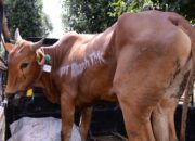 PT Timah Bakal Sebar Ratusan Hewan Kurban