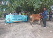 30 Ekor Hewan Kurban Untuk Masyarakat Bangka Selatan