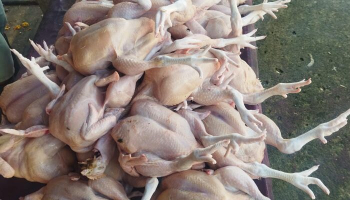 Harga Ayam Potong 35 Ribu/Kilogram