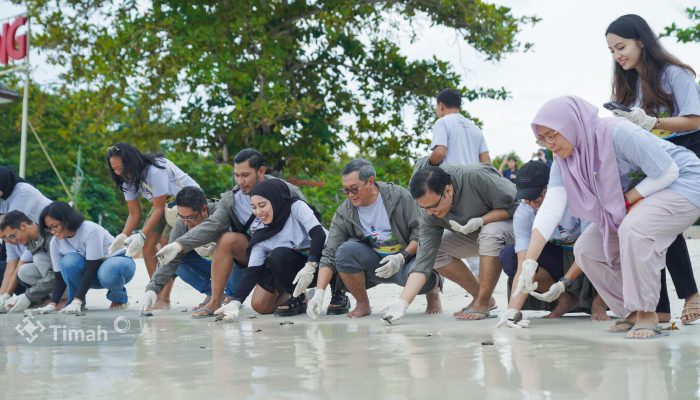 Bersama Grup MIND ID dan BKSDA Sumsel, PT Timah Lepasliarkan Tukik Penyu Sisik di Belitung