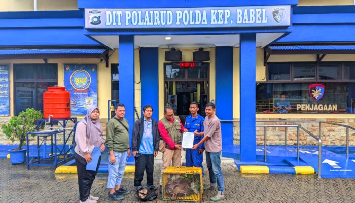 Bawa Pelanduk Untuk Dijual, Bd Ditetapkan Tersangka