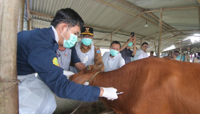 Gerak Cepat, Sugito Pantau Langsung Vaksinasi Cegah Penyebaran PMK Hewan Ruminasia
