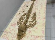 Sempat Diduga Kerangka Manusia, Ini Penampakan Temuan Tulang di Batu Rakit