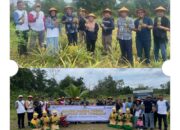 Lahan Bekas Tambang Disulap Jadi Kebun Nanas