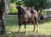 Idul Adha Tahun Ini, PT Timah Bakal Sebarkan Ratusan Hewan Kurban