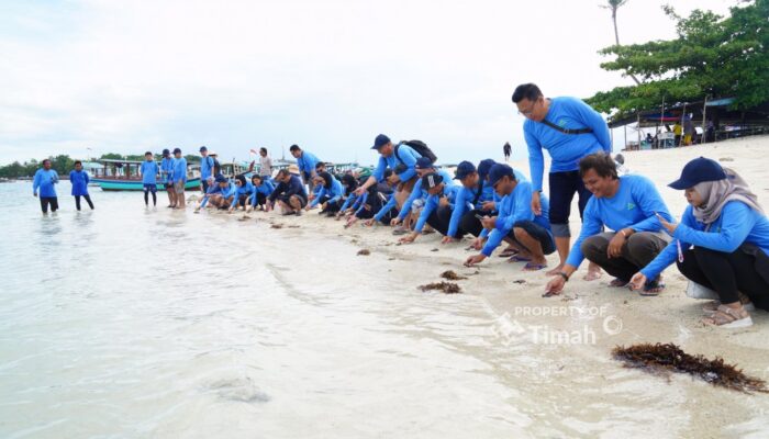 Bersama AAI Sumbagsel, PT Timah Tbk Lepasliar Tukik Sisik di Pulau Kelayang