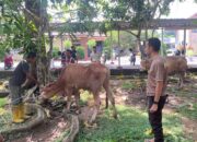 Polres Basel Kurban 5 Ekor Sapi dan 4 Kambing
