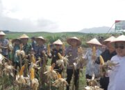 Polres Bangka dan PT GML Panen Jagung Kuartal II