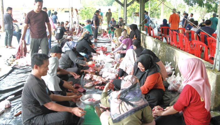 Pemkab Babar Kurbankan 8 Sapi dan 3 Kambing