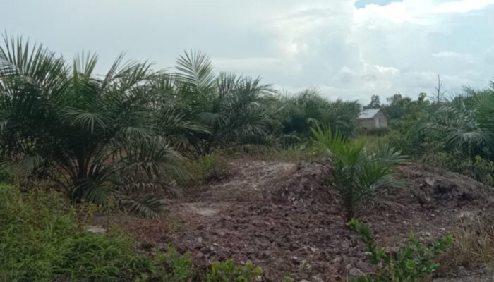 Sampaikan Keluhan Kepada Gubernur, Heri Ungkap Lahan Persawahan Jadi Areal Perkebunan Kelapa Sawit