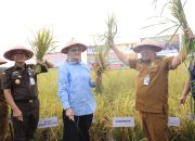 Gubernur Hadiri Pesta Panen di Persawahan Lisum Sejahtera