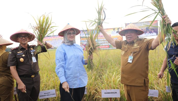 Gubernur Hadiri Pesta Panen di Persawahan Lisum Sejahtera