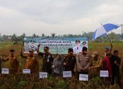 Kapolres Hadiri Tradisi Murok Jerami