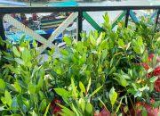 Lewat Program TJSL, PT Timah Tanam Ribuan Bibit Mangrove