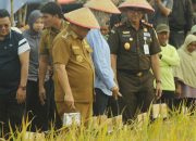 Panen Raya Bersama Gapoktan Terap Berjaya