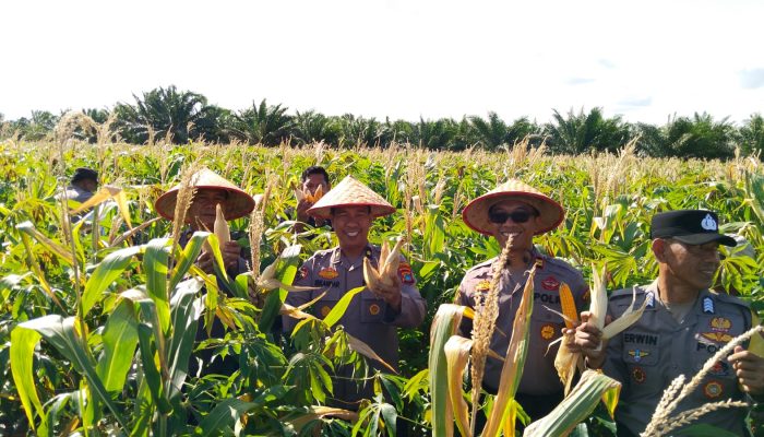Panen Kuartal IV Hasilkan 2 Ton Jagung