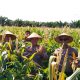 Panen Kuartal IV Hasilkan 2 Ton Jagung