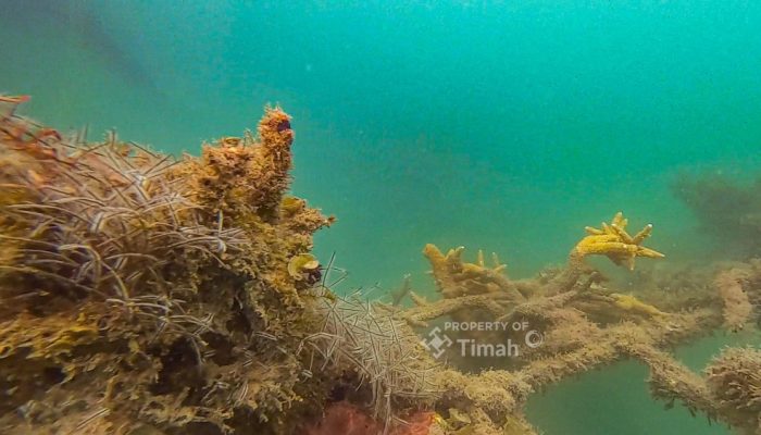 Lepas 45 Unit Coral Garden di 2025, PT TIMAH Dukung Perbaikan Ekosistem Laut dan Pariwisata Bahari