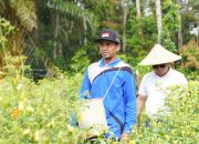 PT TIMAH Optimalkan Potensi Pertanian Lokal