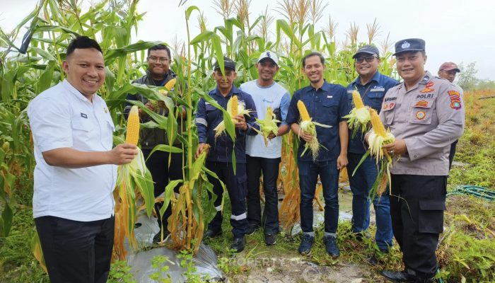 Bersama Kelompok Tani, PT TIMAH Kembangkan Pertanian Jagung di Lahan Pascatambang