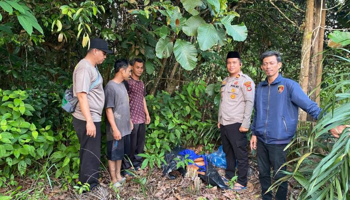 Warga Temukan 5 Bungkusan Diduga Berisi Ganja Tak Bertuan di Kebun Sawit