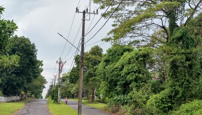 Petugas PLN Koba Gerak Cepat Tangani Kerusakan SUTM Akibat Petir
