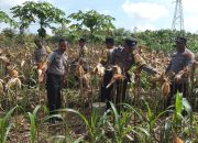 Program Ketahanan Pangan: Polsek Bakam Panen Jagung Kuartal I 2026
