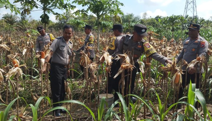 Program Ketahanan Pangan: Polsek Bakam Panen Jagung Kuartal I 2026