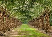 Ninja Sawit Sering Beraksi Sebelum Panen