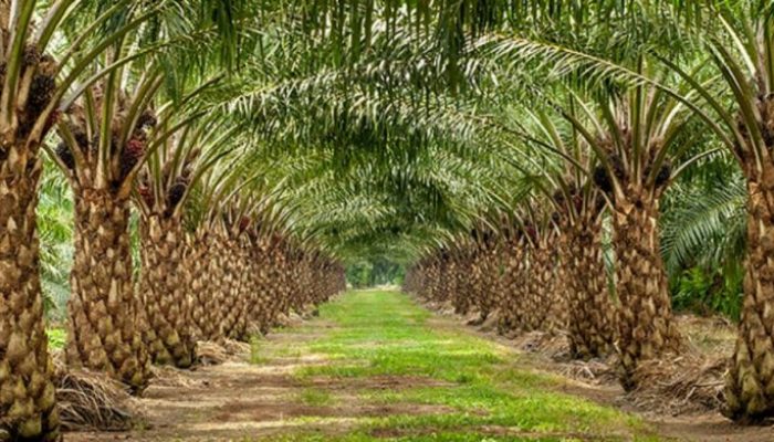 Ninja Sawit Sering Beraksi Sebelum Panen