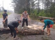 Polsek Merawang Evakuasi Pohon Tumbang