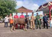 PT TIMAH Berbagi Kebahagiaan Lewat Hewan Kurban