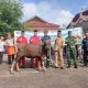 PT TIMAH Berbagi Kebahagiaan Lewat Hewan Kurban