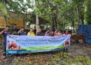 PT TIMAH Bagikan Puluhan Sapi Kurban di Pulau Belitung