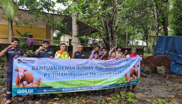 PT TIMAH Bagikan Puluhan Sapi Kurban di Pulau Belitung