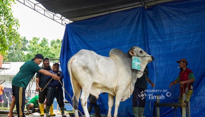 Ribuan Paket Daging Dibagikan untuk Warga