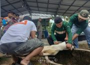 Gotong Royong Salurkan Daging Kurban