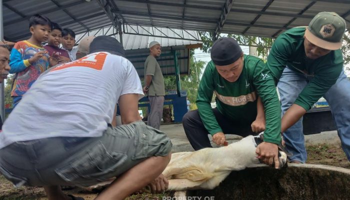 Gotong Royong Salurkan Daging Kurban