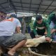 Gotong Royong Salurkan Daging Kurban
