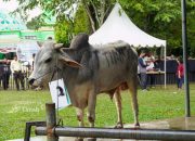 Penyaluran Hewan Kurban Beri Dampak Ekonomi