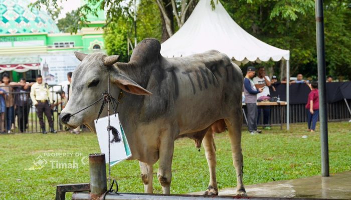 Penyaluran Hewan Kurban Beri Dampak Ekonomi