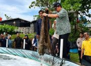 UPTD Perikanan Budidaya Sukses Panen Perdana Udang Vaname