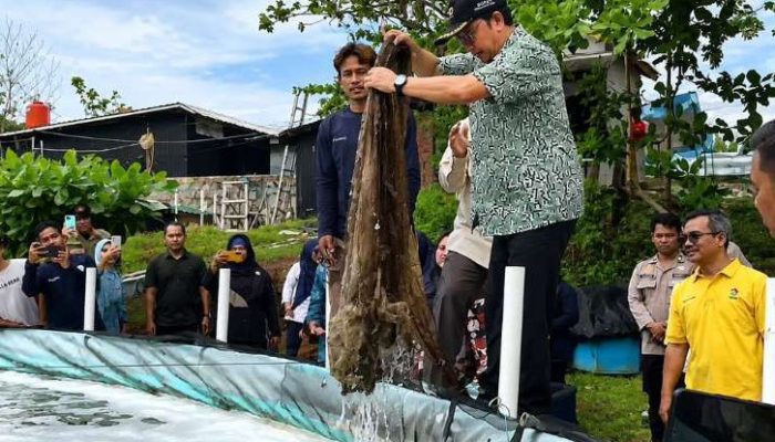 UPTD Perikanan Budidaya Sukses Panen Perdana Udang Vaname