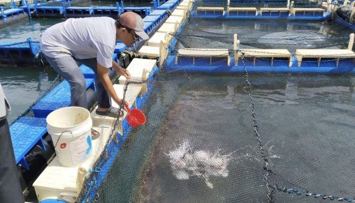 Pokdakan Tuah Bersatu Terus Kembangkan Budidaya Kakap Putih