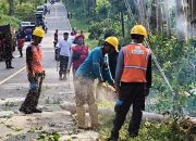 Pangkas Dahan Pohon Tua yang Rawan Tumbang